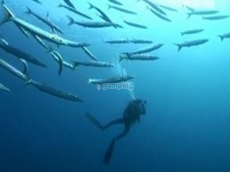 Descubre la fauna marina Descubre la fauna marina